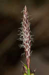 Blue Ridge sedge